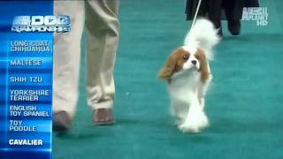 Cavalier King Charles Spaniel  Cooper Animal Planet Dog Championships [upl. by Boudreaux]