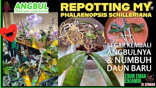 Repotting Anggrek Bulan Phalaenopsis Schilleriana yang Lemas amp Layu Daunnya [upl. by Wiersma]