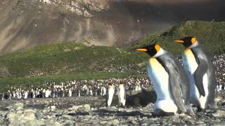 King penguin holding egg on feet and walking [upl. by Antoni]