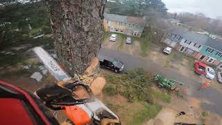 Professional Arborist FAILS of 2022 [upl. by Angelika]