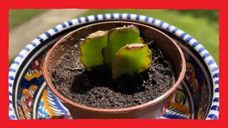 Lidcactus stekken propagation Christmas cactus [upl. by Jaqitsch]