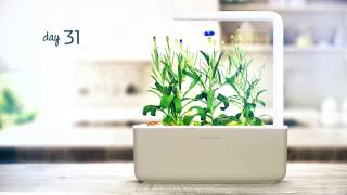 Cornflower timelapse Click amp Grow Indoor Garden [upl. by Allisirp]