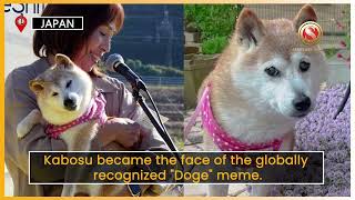 KABOSU VIRAL SHIBA INU BEHIND DOGE MEMES DIES AT [upl. by Lucais]