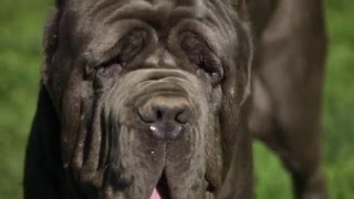 NEAPOLITAN MASTIFF A DOG LOVERS INTRODUCTION [upl. by Okram]