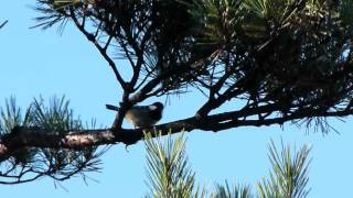 Coal Tit Calling ヒガラの鳴き声♪ [upl. by Nylodam]