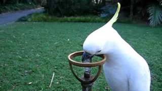 SulfurCrested Cockatoo Drinks from Water Fountain [upl. by Catina]