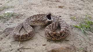 Rhombic Egg Eater Dasypeltis scabra defensive display [upl. by Eitsirhc]