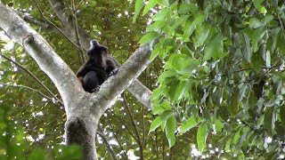 Mantled Howler Monkeys in Costa Rica [upl. by Boykins]