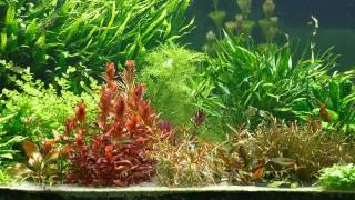 Ludwigia arcuata emers zu submers Zeitraffer time lapse [upl. by Leann]