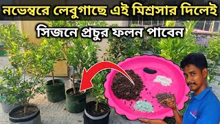 lemon plant special care in november লেবুগাছে নভেম্বরে এই মিশ্রসার দিলেই সিজেনে প্রচুর ফল পাবেন [upl. by Payne]