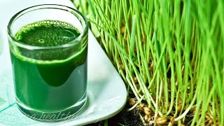 Chlorophyll Detox Juice for Effective for Weightloss [upl. by Deys373]