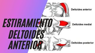 Estiramiento Deltoides Anterior ✅ Ideal para patología de hombro [upl. by Gretchen]