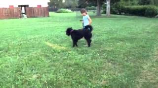 Obed Demo WquotSamquot The Bouvier  Protection Dog Sale Fun Naturally Protective Personal Dog Training [upl. by Eidua22]