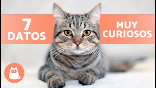 7 CURIOSIDADES de los GATOS ATIGRADOS o TABBY 🐱 ¡Descúbrelas [upl. by Yelsnya]