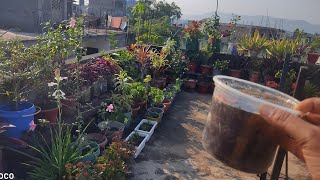 plants को dormancy से कैसे बचायेplants के पत्ते खराब आ रहे winter मे plants को हरा भरा कैसे रखे [upl. by Joy]