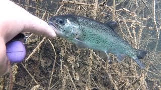 truite caline  blackbass  tanche  carpe  anguille  plongée dans la gravière mon amour bamboulé [upl. by Noirad]