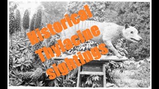 Historical Thylacine sightings Northwest Tasmania with Carol [upl. by Elman44]