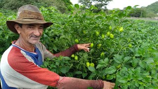 COMO PLANTAR PIMENTA DE CHEIRO E QUAL ADUBO USAR [upl. by Turoff956]