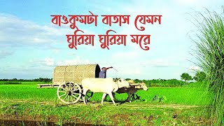 বাওকুন্ঠা বাতাস যেমন ঘুরিয়া ঘুরিয়া মরে  Baokumta batash  ভাওয়াইয়া গান  Vaoyaiya gan Rangpur [upl. by Nylqcaj]