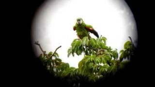 Chestnutfronted Macaw Ara severus  Medellin C Andes [upl. by Waverley]