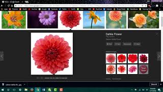 Inserting Images In Dreamweaver [upl. by Pfosi]