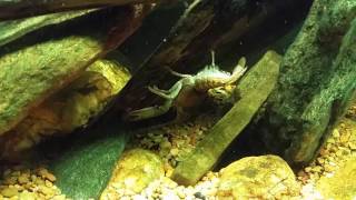 Crayfish Are Amazing Climbers [upl. by Assylem]