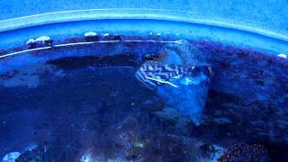 Tank Bred Trochus Snail Spawning Eggs [upl. by Abigail]