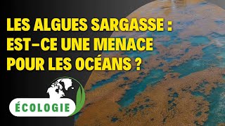 Les algues sargasse  estce une menace pour les océans [upl. by Anoj]