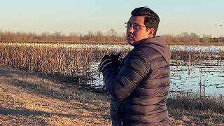 Tundra Swans at Pocosin Lake Wildlife Refuge NC Winter 2024 [upl. by Analahs]