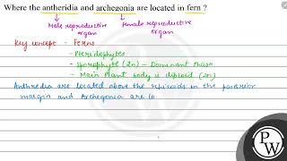 Where the antheridia and archegonia are located in fern  \ \mathr [upl. by Aronel863]