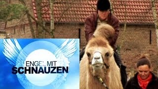 Tiergestützte Therapie TherapieKamele [upl. by Vitale579]