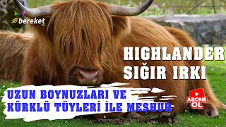 Hayvan Irkları  Highlander Sığır Irkı [upl. by Eynobe235]