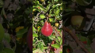 Small pear tree full of pears  Grafted dwarf pear tree [upl. by Danuloff]