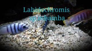 Labidochromis sp mbamba [upl. by Ricardama580]