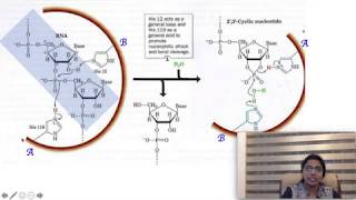 RNase A  Catalytic mechanism of Ribonuclease A Biochemistry [upl. by Litta76]