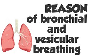 Bronchial Breathing  Vesicular Breathing explanation [upl. by Eldwin]