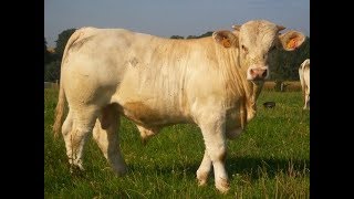 Elevage de charolais  la période hivernale au GAEC ROLIN [upl. by Tjader]