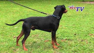 Deutscher Pinscher Informationen zur Rasse [upl. by Ihn45]