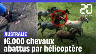 LAustralie autorise la mise à mort de 16000 chevaux sauvages par hélicoptère [upl. by Prestige]