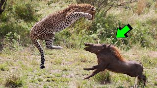 EL PODER DEL JABALÍ VS leopardo guepardo hienas león babuino  LEY DEL MÁS FUERTE [upl. by Gorlicki]