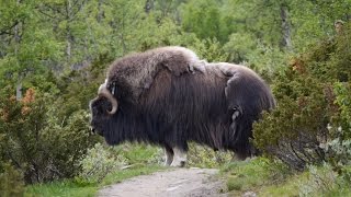 Moschusochsen im Nationalpark DovrefjellSunndalsfjella von Andreas Reisböck [upl. by Irrabaj]