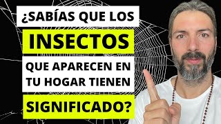 Sabías Que Los Insectos Que Aparecen En Tu Hogar Tienen Significado 🐞🦋 [upl. by Denni]