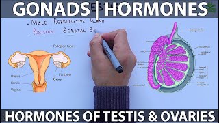 How Hormones Work in the Body Animation  Endocrine System Anatomy amp Physiology Video  Hypothalamus [upl. by Kcub681]