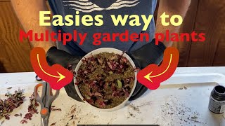 Simple way to root Japanese barberry cuttings  backyard nursery plants garden [upl. by Rohn]