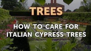 How to Care for Italian Cypress Trees [upl. by Sheilah]