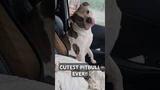 Nylas head tilt gets me every time pitbull pitbulls americanbully dog dogs [upl. by Nade300]