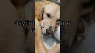 puppy has nightmare at daytime puppy dog goldenretriever dogshorts golden [upl. by Lasko]