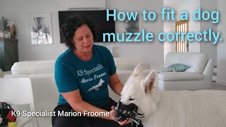 How to fit a muzzle correctly [upl. by Juley]