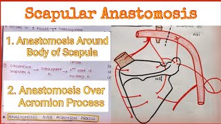 Scapular Anastomosis  Anastomosis Around Scapula [upl. by Onoitna]