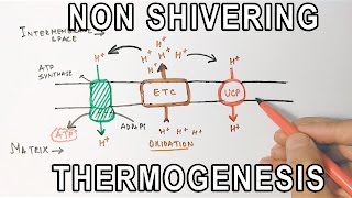 Mechanism of NonShivering Thermogenesis [upl. by Schonthal]